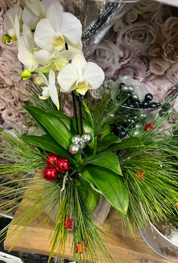 Weiße Orchidee mit weihnachtlicher Dekoration